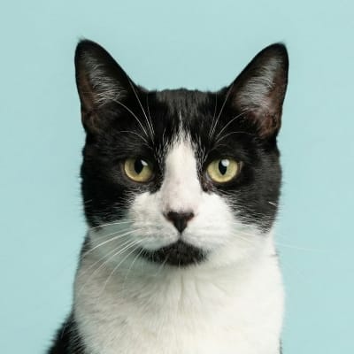 todd-headshot