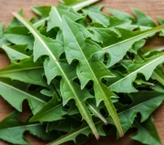 dandelion-leaf-extract-powder