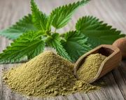 stinging-nettle-extract-powder